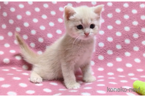 成約済の愛知県のマンチカン-98061の3枚目